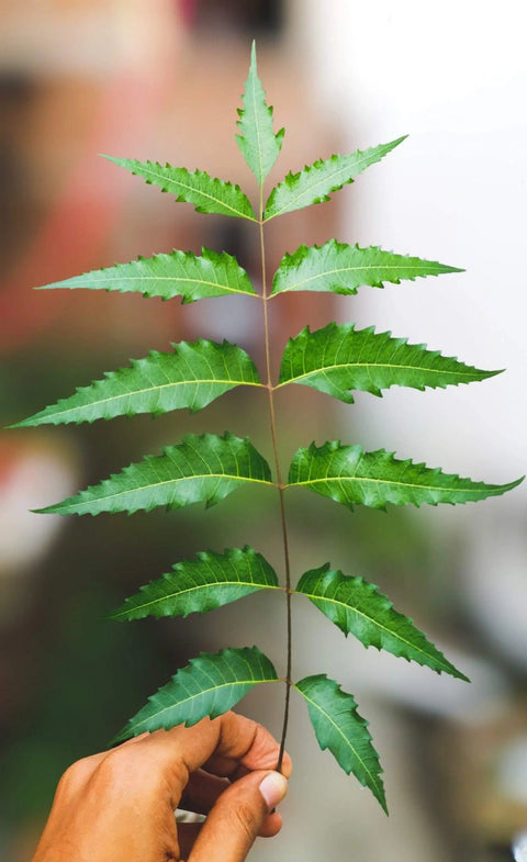 Organic Neem Powder NZ: Your Skin Care Essential - Nature's Basket - NZ