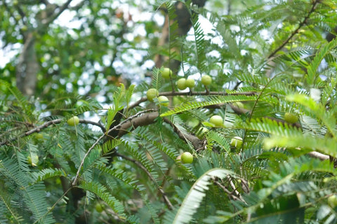 The Wonders of Amla: The Indian Superfood - Nature's Basket - NZ