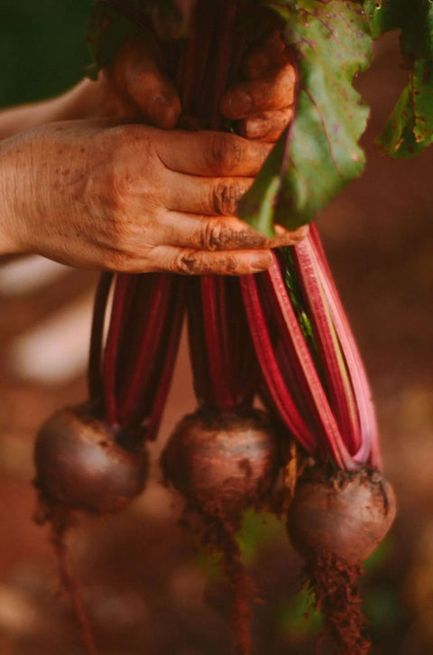 Beetroot powder - Nature's Basket - nz