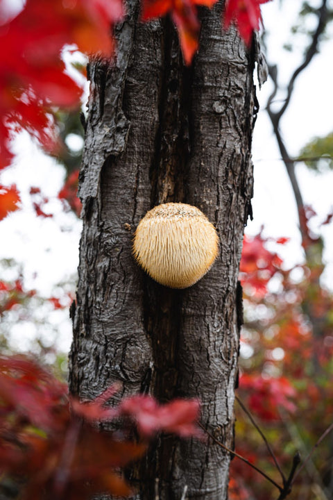 Elevate-Your-Mind-with-Lion-s-Mane-Mushroom-The-Best-in-NZ Nature's Basket - NZ