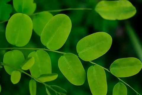 What is Moringa? - Nature's Basket - NZ