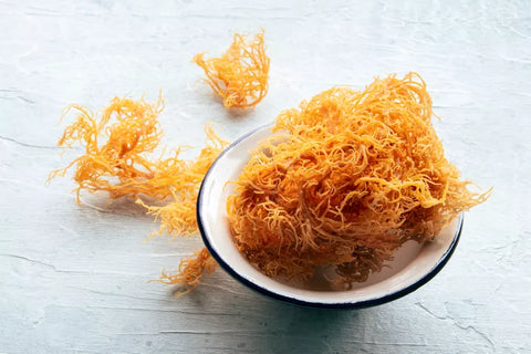 Sea Moss NZ: Unlocking the Ocean's Nutrient Powerhouse for Kiwis