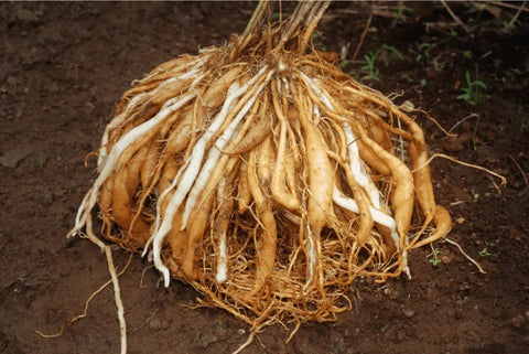 Discover the Benefits of Shatavari: The Ayurvedic Wonder Herb - Nature's Basket - NZ
